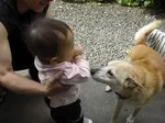 わんわんの境界線