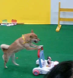 ワンニャンフェスティバル