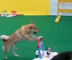 ワンニャンフェスティバル