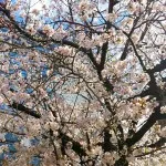 【第1599回】sakura